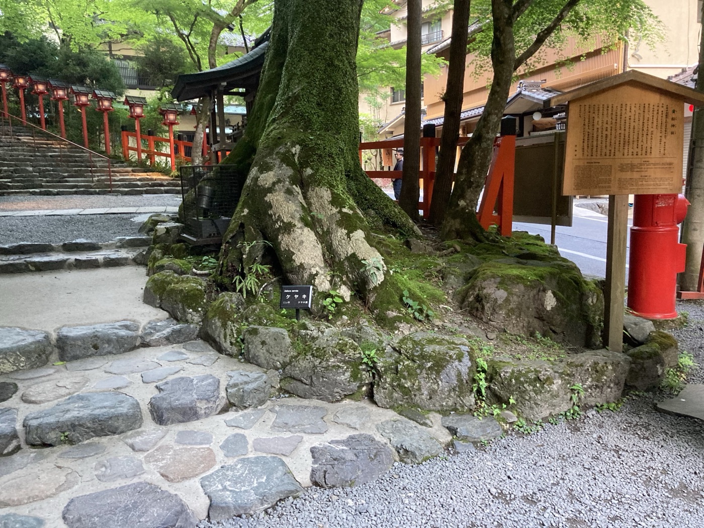 施工前の御神木ケヤキ周辺（2022年5月）。