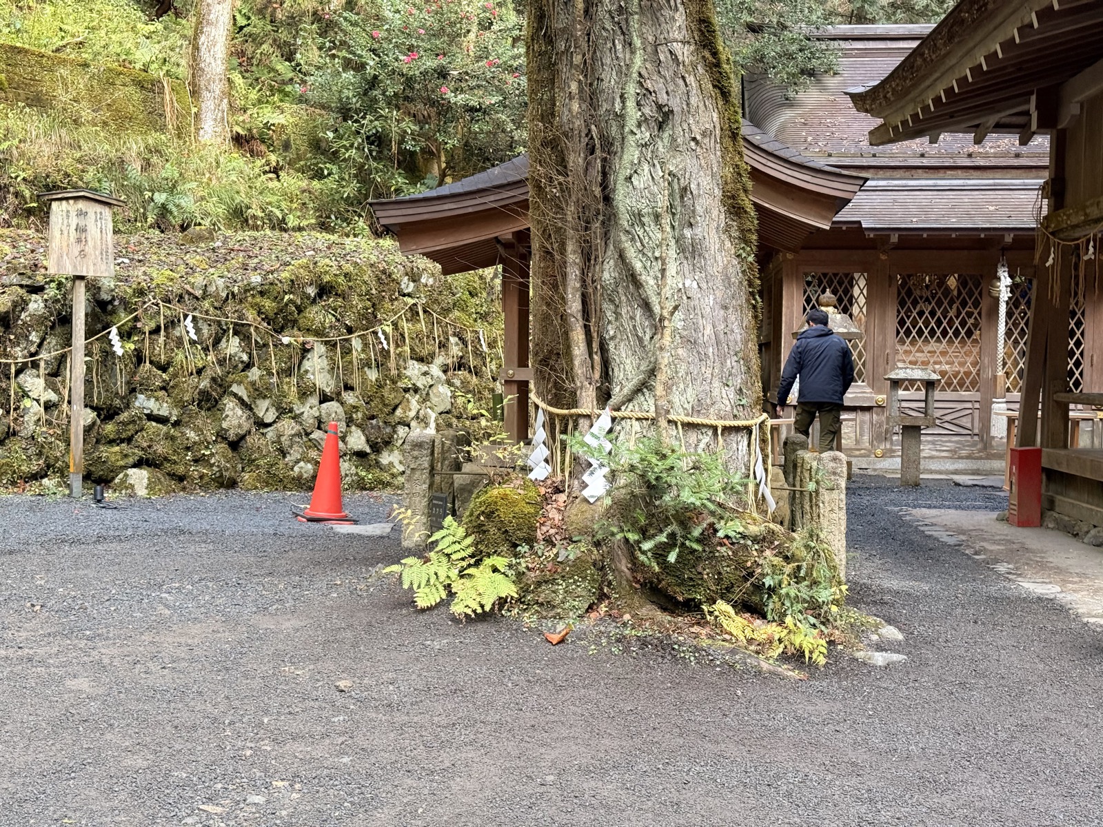 施工前：奥宮の御神木カツラ周辺（2025年12月）。